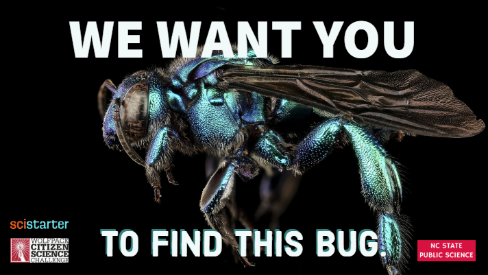 We want you to find this bug image